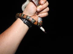 Cemophora coccinea copei