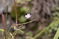 Epilobium collinum