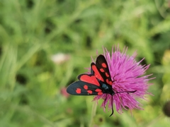 Zygaena angelicae