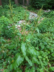 Rumex