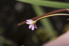Epilobium collinum