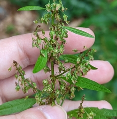 Rumex
