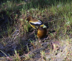 Coccothraustes vespertinus brooksi