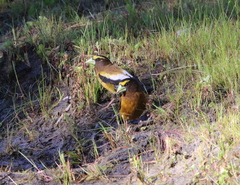 Coccothraustes vespertinus brooksi
