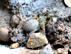 Pterinochilus murinus