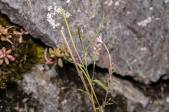 Epilobium collinum