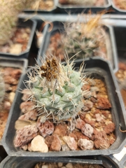 Turbinicarpus