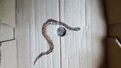 Oxyrhopus guibei