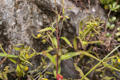 Epilobium collinum
