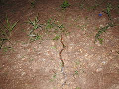 Cemophora coccinea copei