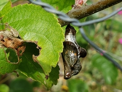 Limenitis lorquini