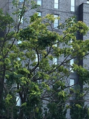 Ailanthus altissima
