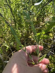 Epilobium strictum