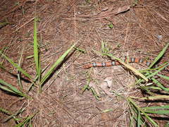 Cemophora coccinea copei