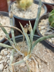 Astrophytum caput-medusae