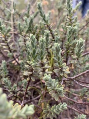Thymelaea tinctoria