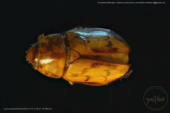 Cyclocephala fulgurata