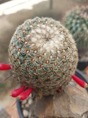 Mammillaria huitzilopochtli