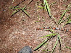 Cemophora coccinea copei