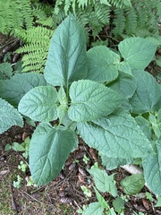 Ageratina roanensis