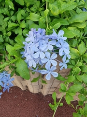 Plumbago auriculata