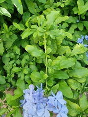 Plumbago auriculata