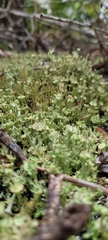 Cladonia