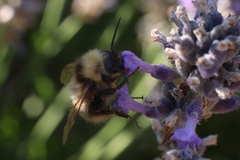 Bombus pratorum