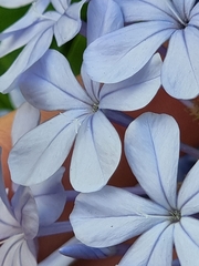Plumbago auriculata