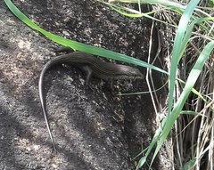 Trachylepis brevicollis