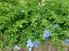Plumbago auriculata