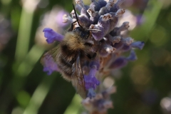 Bombus pratorum