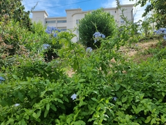 Plumbago auriculata