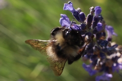 Bombus pratorum