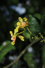 Oncidium abortivum