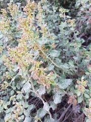 Teucrium flavum