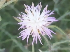 Centaurea aspera stenophylla