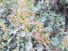 Teucrium flavum