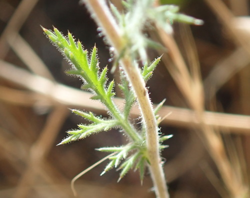 Image of Navarretia pubescens by (c) Henrik Kibak, some rights reserved (CC BY)