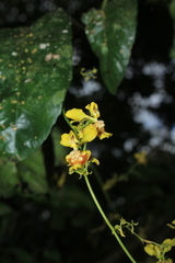 Oncidium abortivum