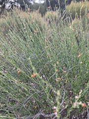 Anthyllis terniflora