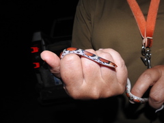 Cemophora coccinea copei