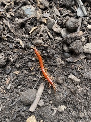 Scolopocryptops spinicaudus