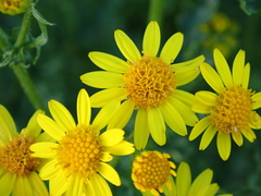 Jacobaea aquatica