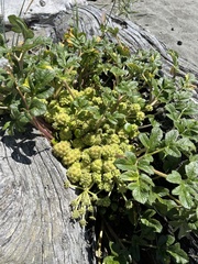 Glehnia littoralis leiocarpa