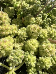 Glehnia littoralis leiocarpa