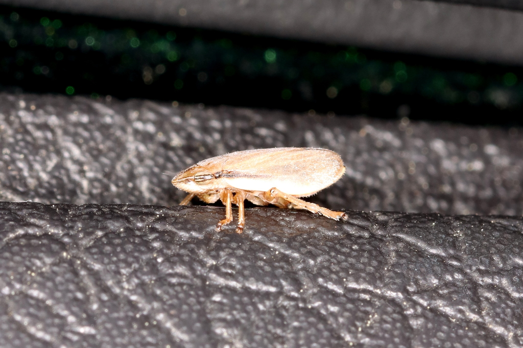 Saltmarsh spittlebug