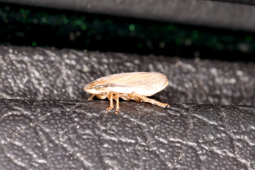 Saltmarsh spittlebug