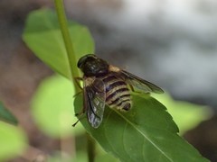 Goniops chrysocoma