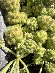 Glehnia littoralis leiocarpa